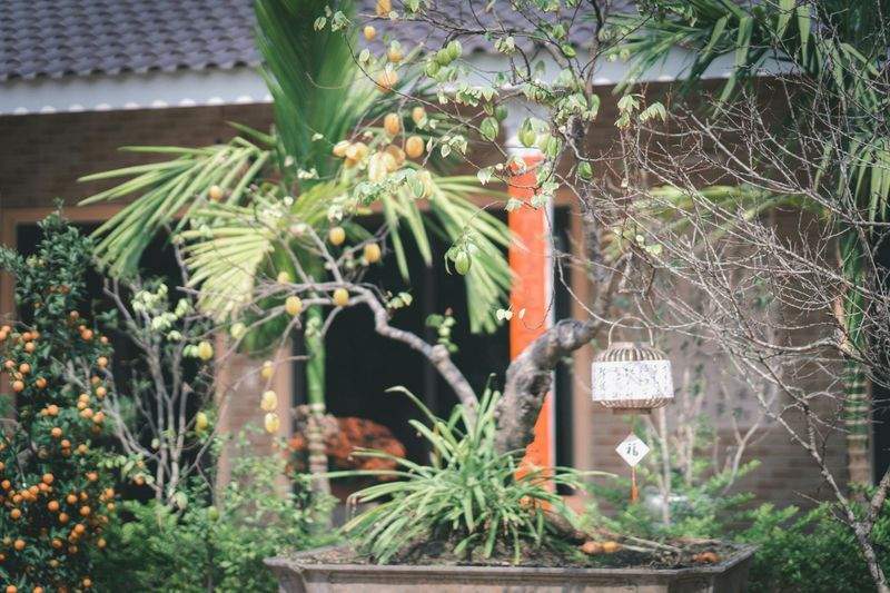 病害虫対策と樹木診断